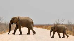 Familie Elefant dein Unterbewusstsein